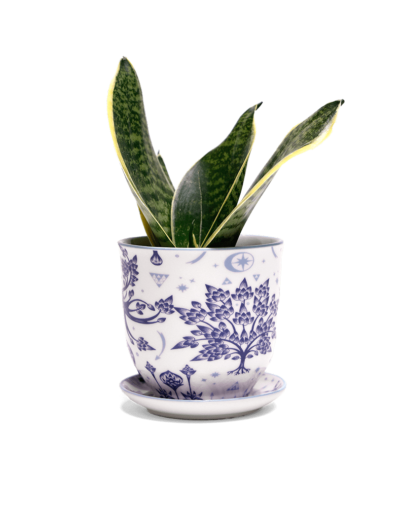 Liberte 5 Porcelain Pot And Saucer With Drainage - Chive US Wholesale