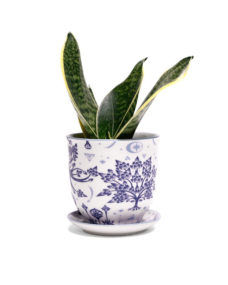 Liberte 5 Porcelain Pot And Saucer With Drainage - Chive US Wholesale