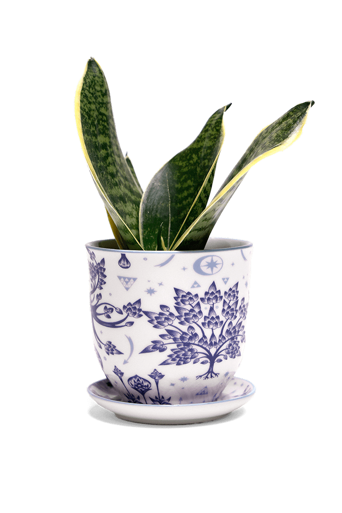 Liberte 5 Porcelain Pot And Saucer With Drainage - Chive US Wholesale