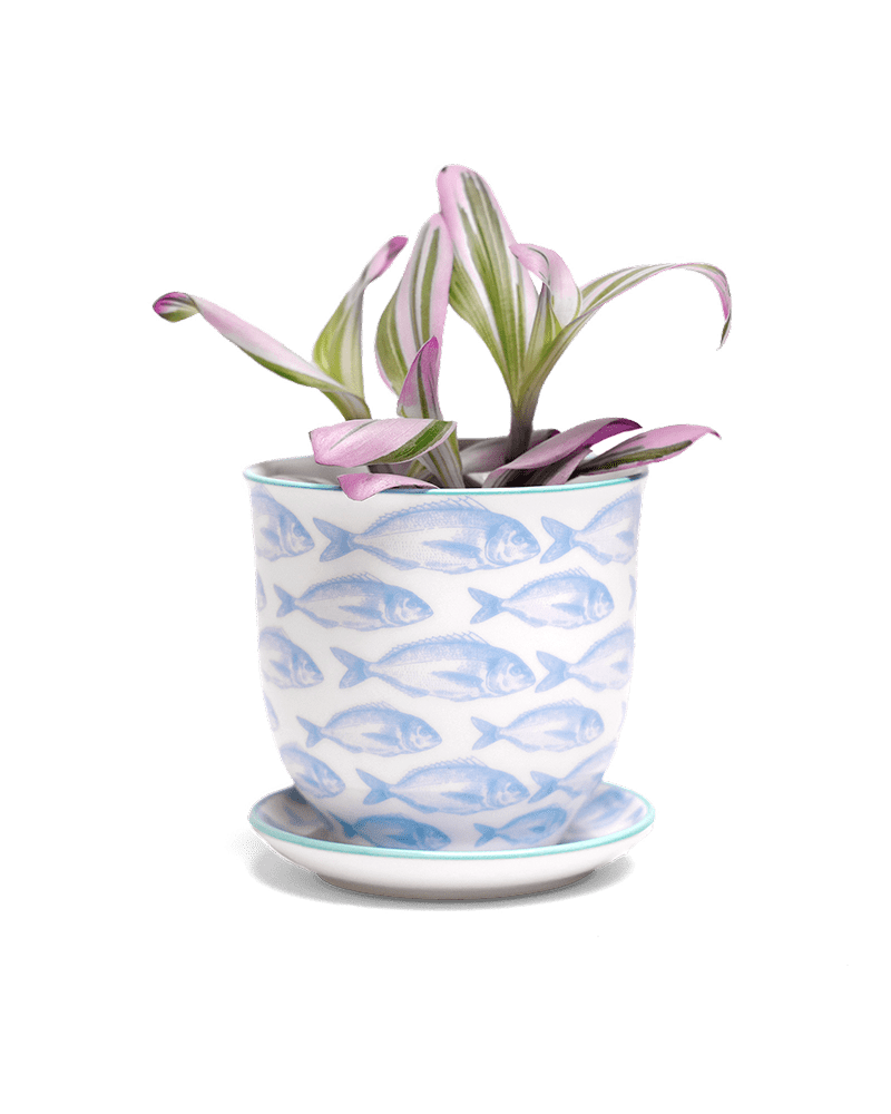 Liberte 5 Porcelain Pot And Saucer With Drainage - Chive US Wholesale