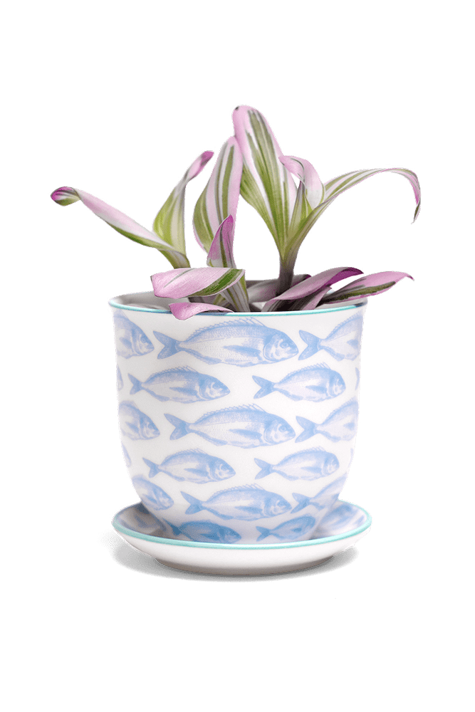 Liberte 5 Porcelain Pot And Saucer With Drainage - Chive US Wholesale