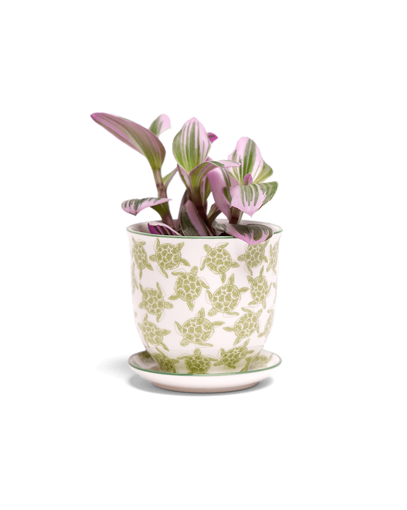 Liberte Porcelain Pot And Saucer Set With Drainage - Chive US Wholesale