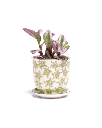 Liberte Porcelain Pot And Saucer Set With Drainage - Chive US Wholesale