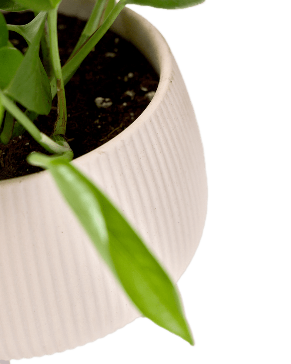 Lilo Porcelain Modern Indoor Plant Pot Kits - Chive US Wholesale