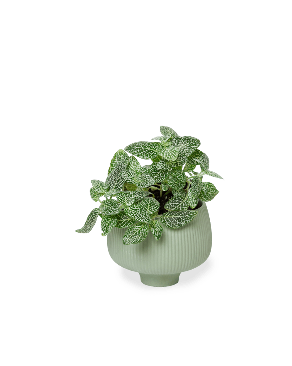 Lilo Porcelain Modern Indoor Plant Pot - Chive US Wholesale
