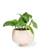 Lilo Planter Pot 24pc Kit - Large - Chive US Wholesale