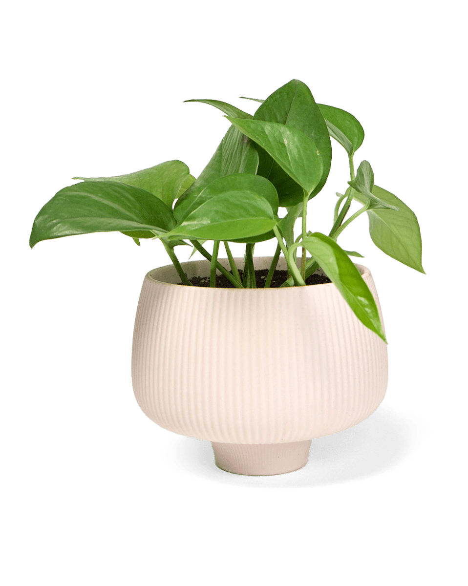 Lilo Porcelain Modern Indoor Plant Pot - Chive US Wholesale