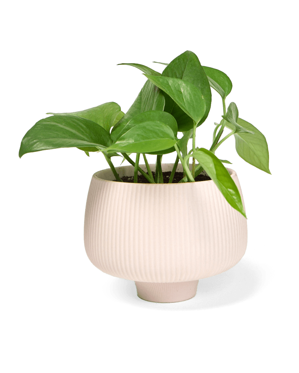 Lilo Porcelain Modern Indoor Plant Pot - Chive US Wholesale