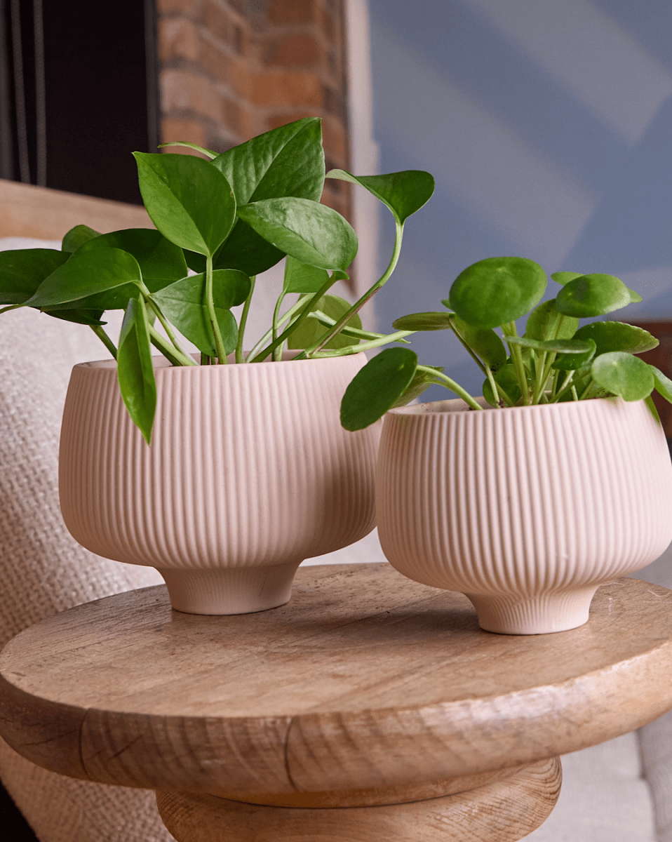 Lilo Porcelain Modern Indoor Plant Pot - Chive US Wholesale