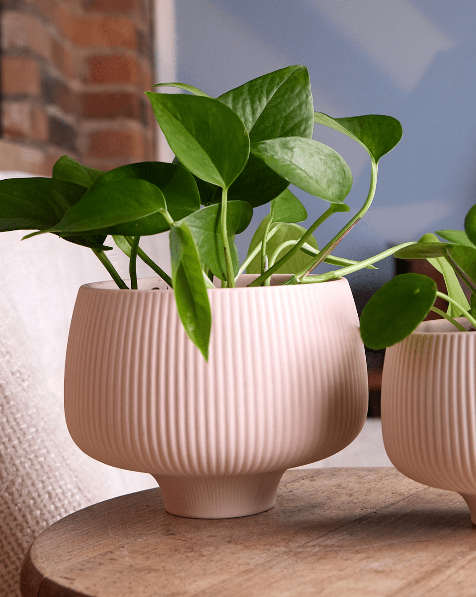 Lilo Porcelain Modern Indoor Plant Pot - Chive US Wholesale