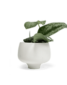 Lilo Planter Pot 24pc Kit - Large - Chive US Wholesale