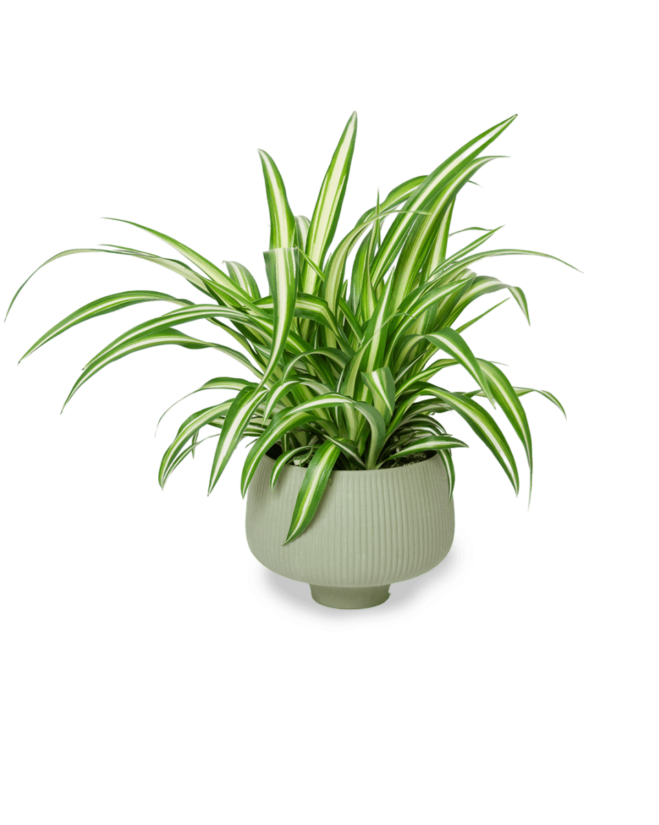 Lilo Porcelain Modern Indoor Plant Pot - Chive US Wholesale