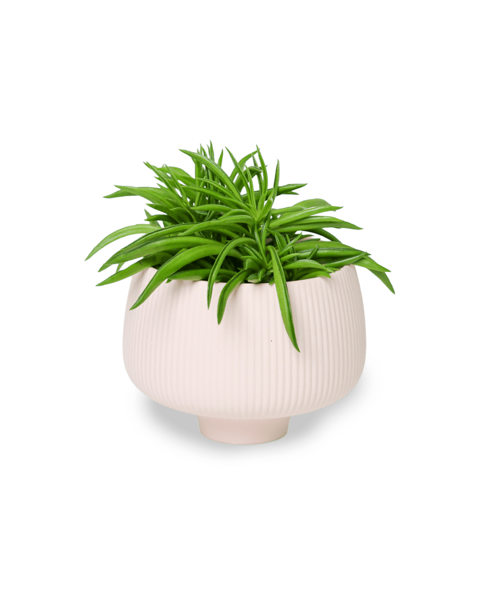 Lilo Porcelain Modern Indoor Plant Pot - Chive US Wholesale