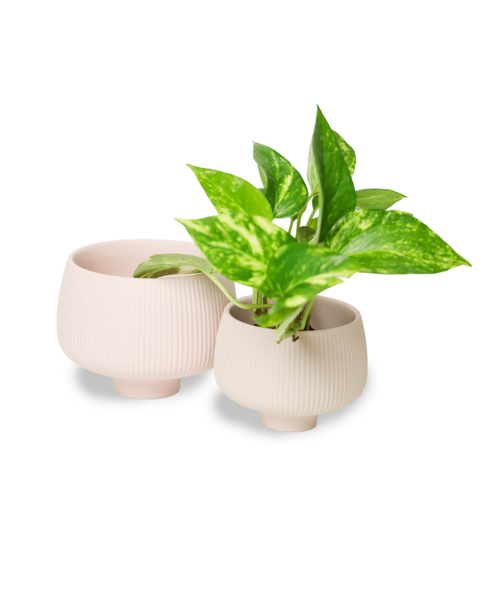 Lilo Porcelain Modern Indoor Plant Pot - Chive US Wholesale