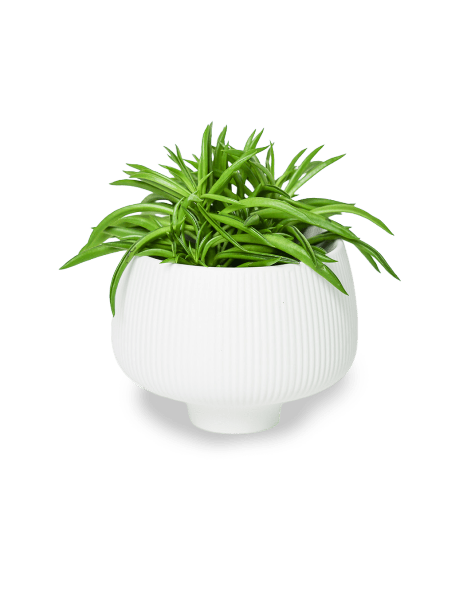 Lilo Porcelain Modern Indoor Plant Pot - Chive US Wholesale