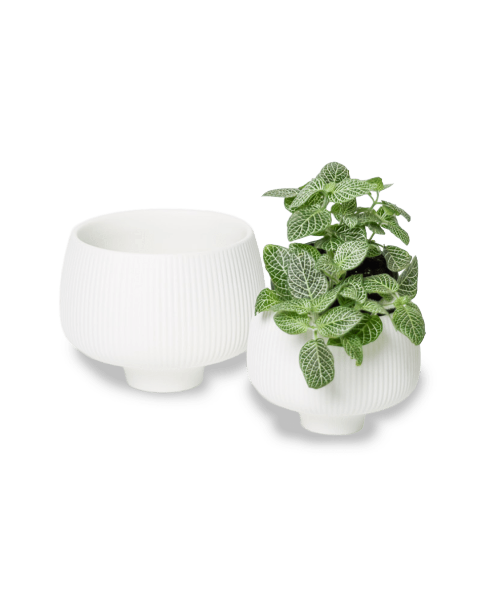 Lilo Porcelain Modern Indoor Plant Pot - Chive US Wholesale