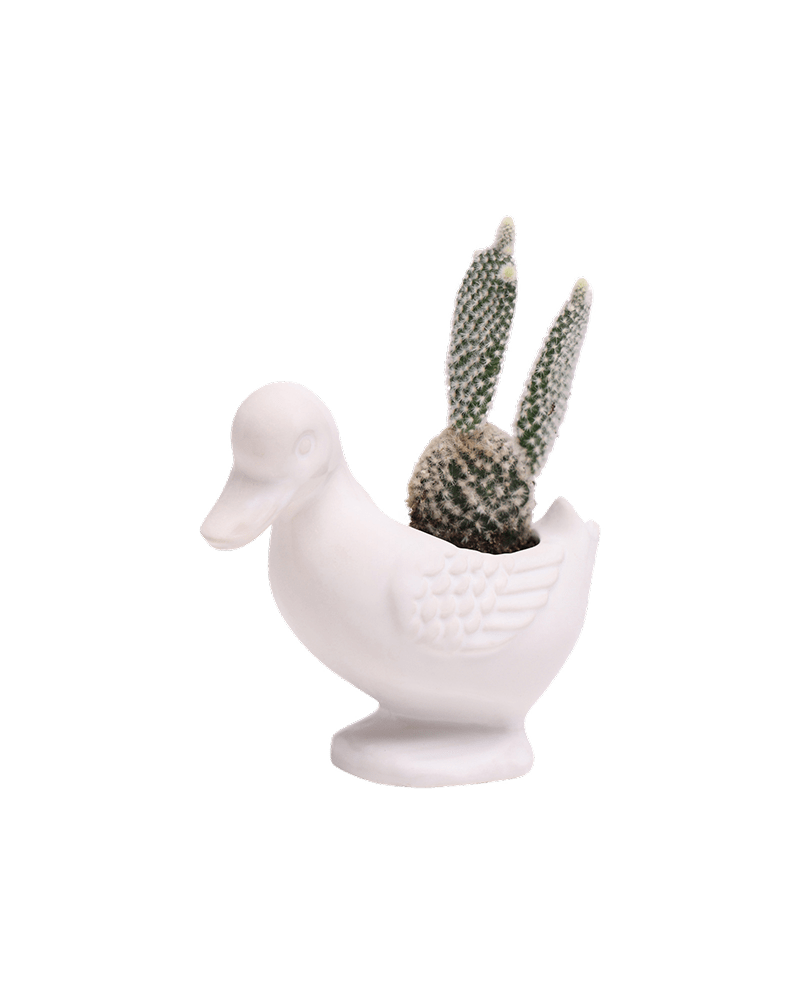 Duck Ceramic Indoor Plant Pot For Succulents - Chive US Wholesale