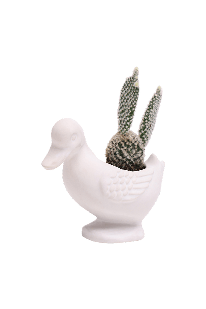 Duck Ceramic Indoor Plant Pot For Succulents - Chive US Wholesale