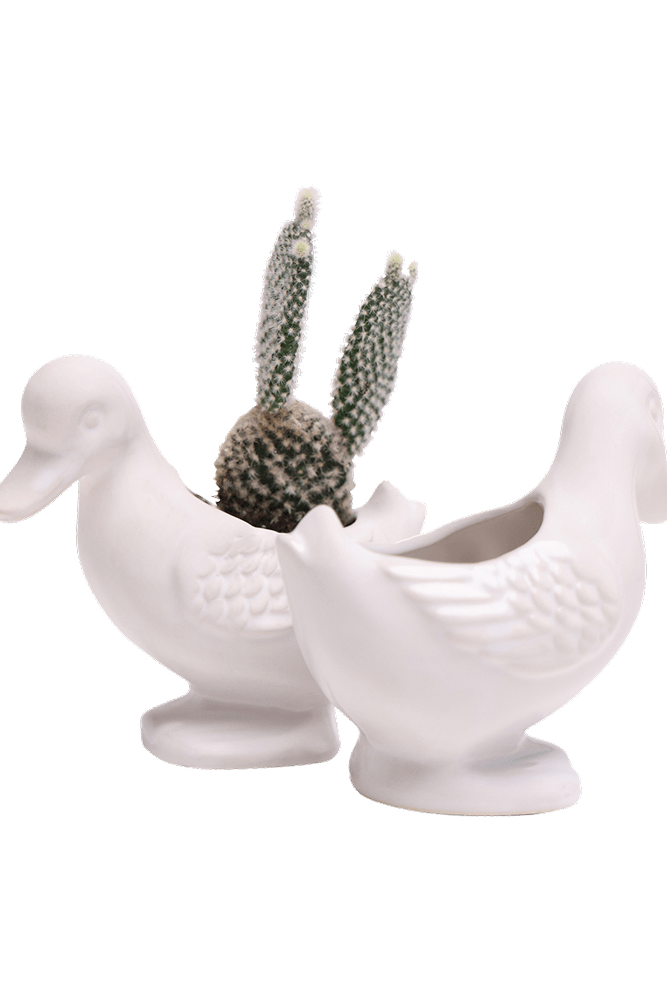 Duck Ceramic Indoor Plant Pot For Succulents - Chive US Wholesale