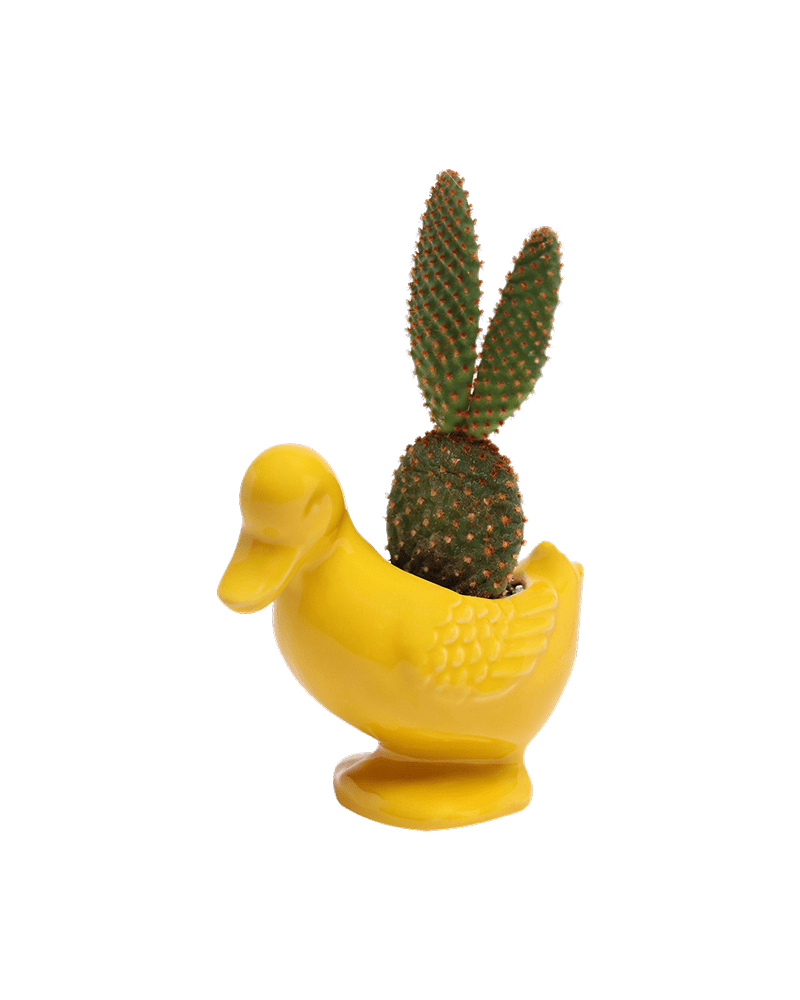Duck Ceramic Indoor Plant Pot For Succulents - Chive US Wholesale