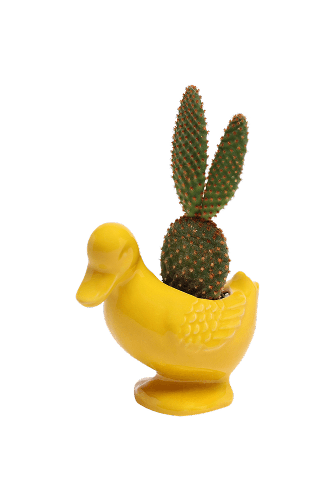 Duck Ceramic Indoor Plant Pot For Succulents - Chive US Wholesale