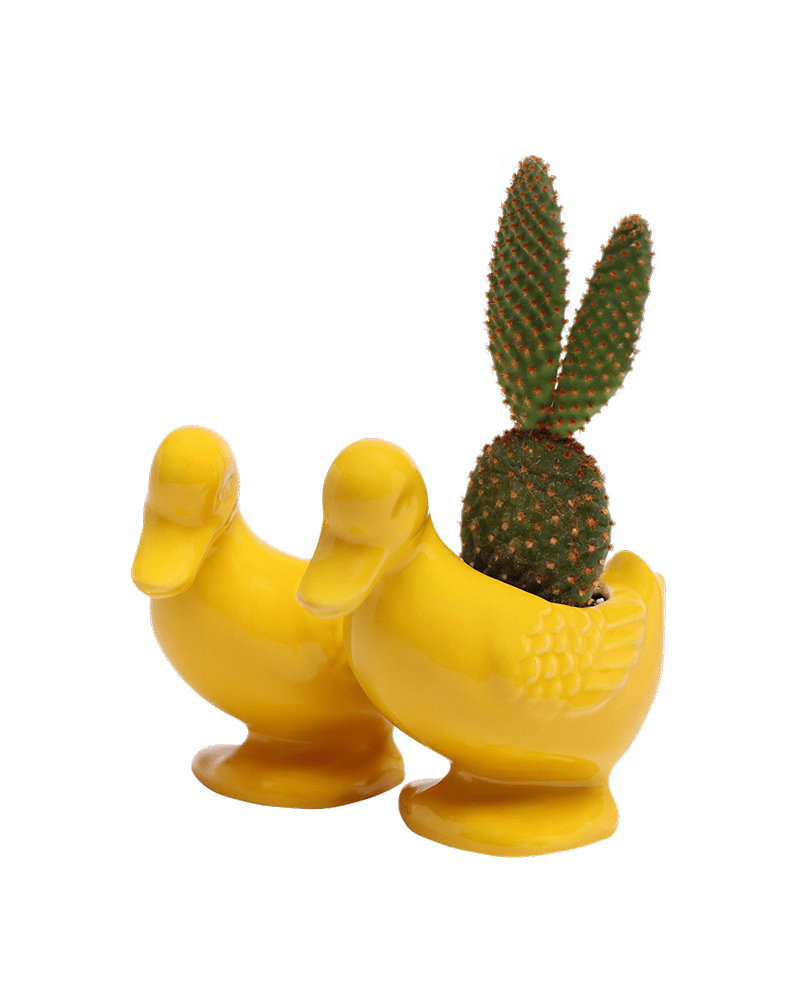 Duck Ceramic Indoor Plant Pot For Succulents - Chive US Wholesale