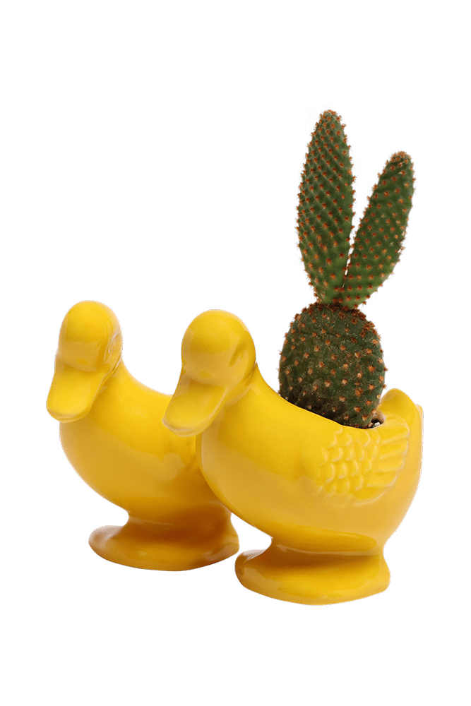 Duck Ceramic Indoor Plant Pot For Succulents - Chive US Wholesale
