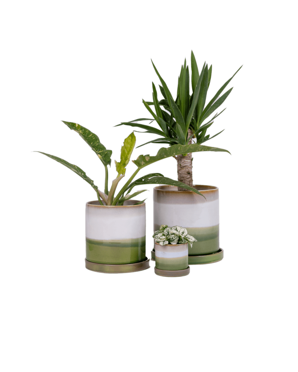 Minute Ceramic Pot And Saucer Set With Drainage - Chive US Wholesale