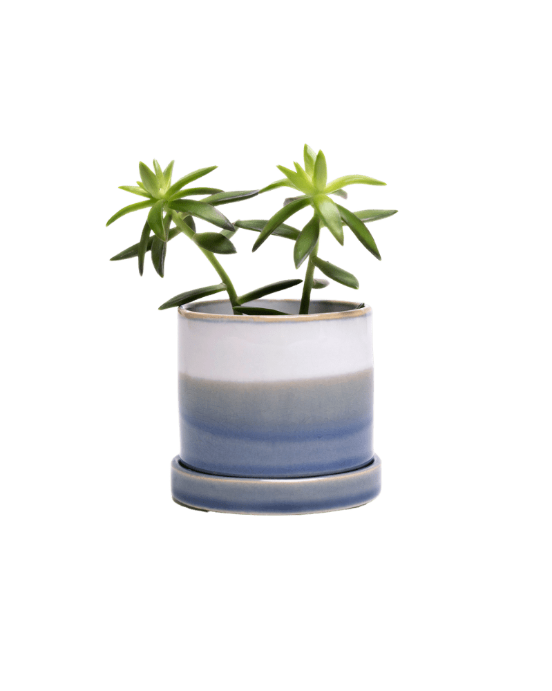 Minute Ceramic Pot And Saucer Set With Drainage - Chive US Wholesale