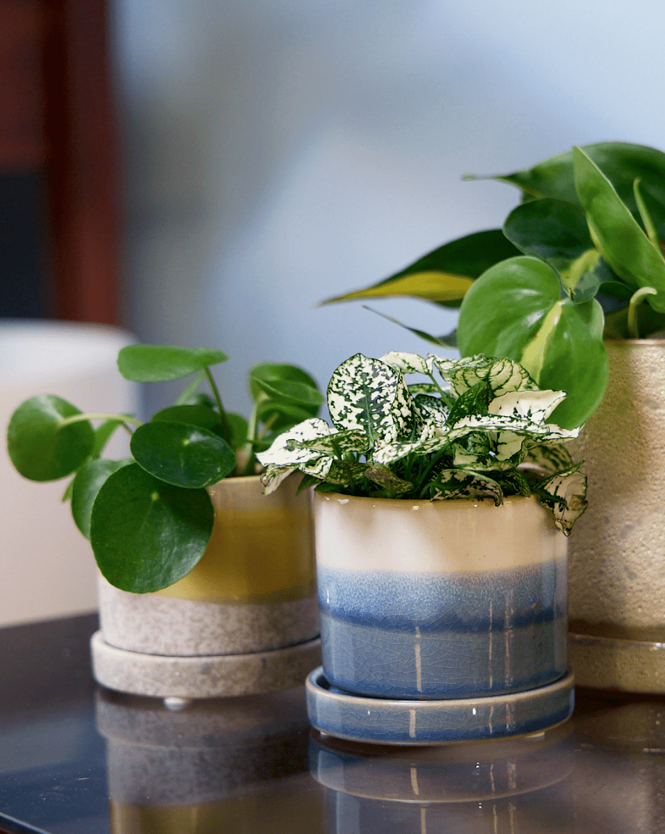 Minute Ceramic Pot And Saucer Set With Drainage - Chive US Wholesale