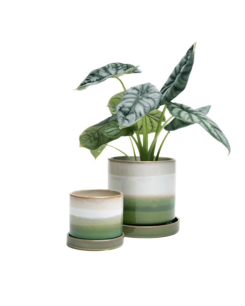 Minute Ceramic Pot And Saucer Set With Drainage - Chive US Wholesale