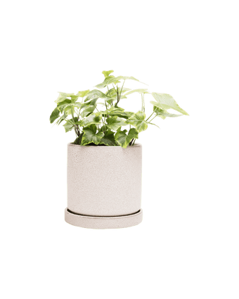 Minute Ceramic Pot And Saucer Set With Drainage - Chive US Wholesale