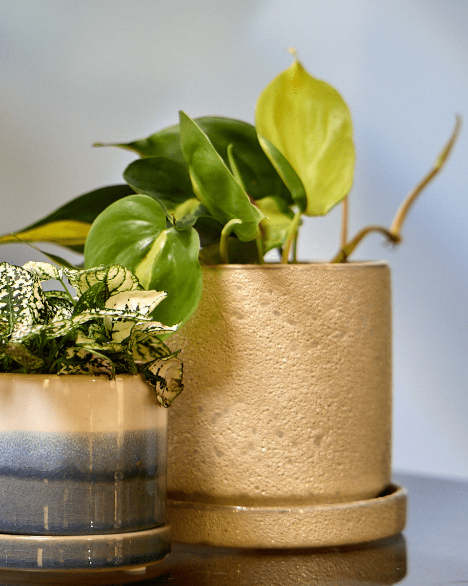 Minute Ceramic Pot And Saucer Set With Drainage - Chive US Wholesale