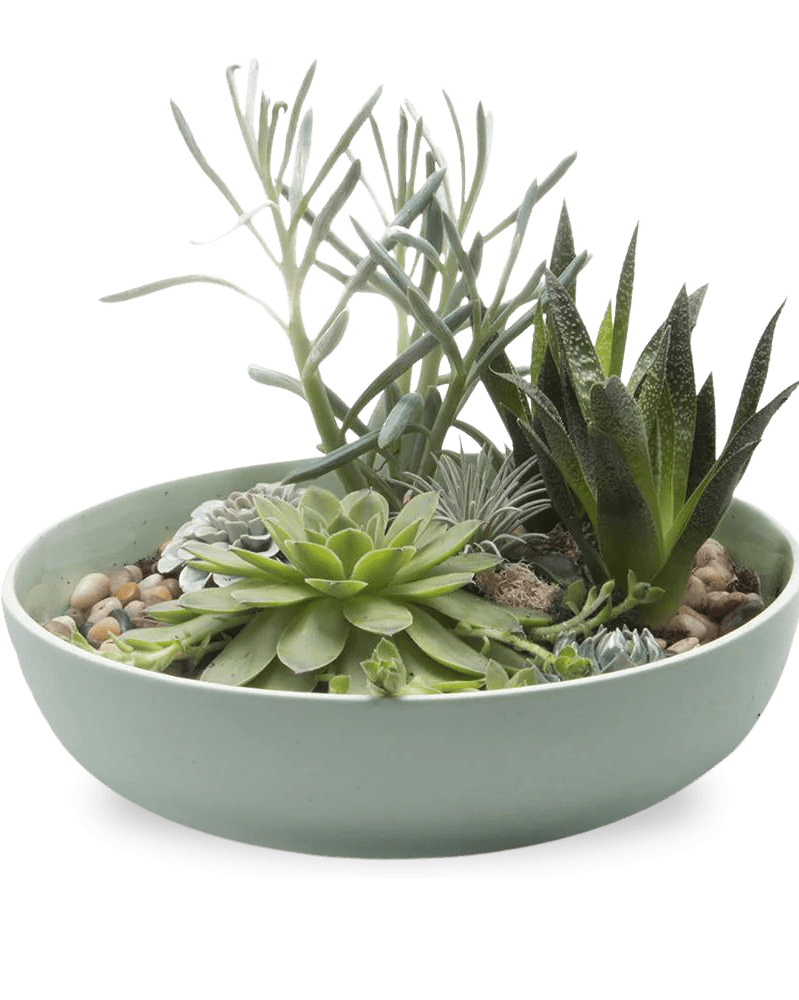 Moog Porcelain Succulent Garden Dish - Chive US Wholesale