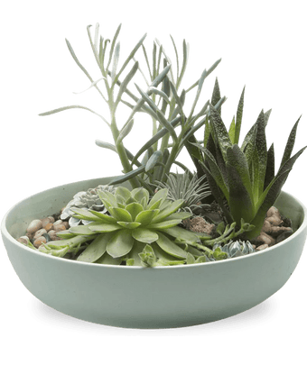 Moog Porcelain Succulent Garden Dish - Chive US Wholesale