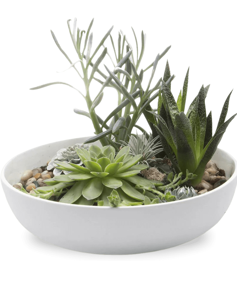 Moog Porcelain Succulent Garden Dish - Chive US Wholesale