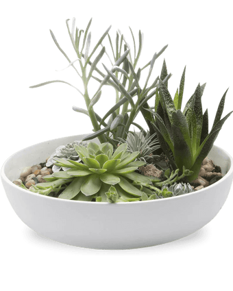 Moog Porcelain Succulent Garden Dish - Chive US Wholesale