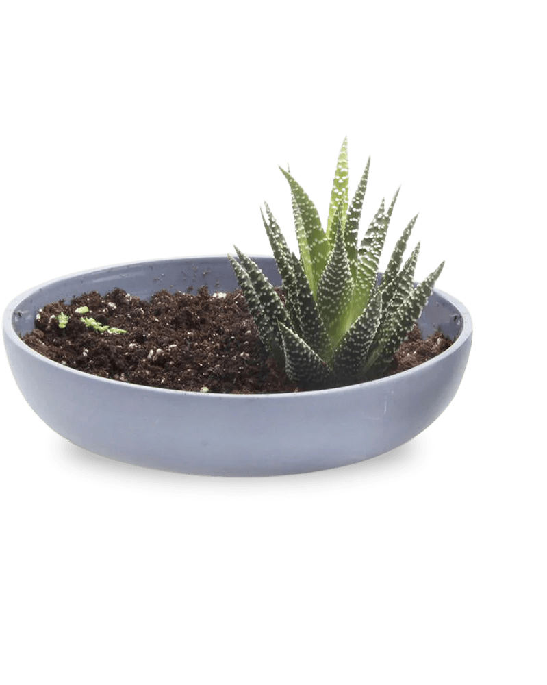 Moog Porcelain Succulent Garden Dish - Chive US Wholesale