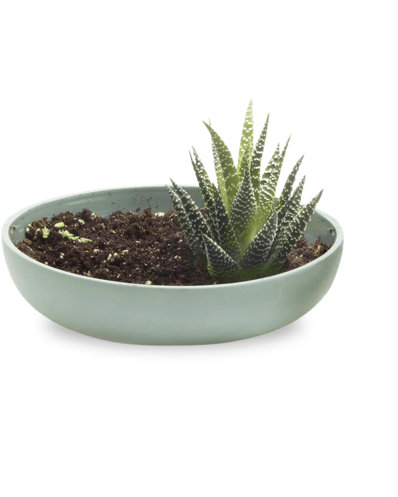 Moog Porcelain Succulent Garden Dish - Chive US Wholesale