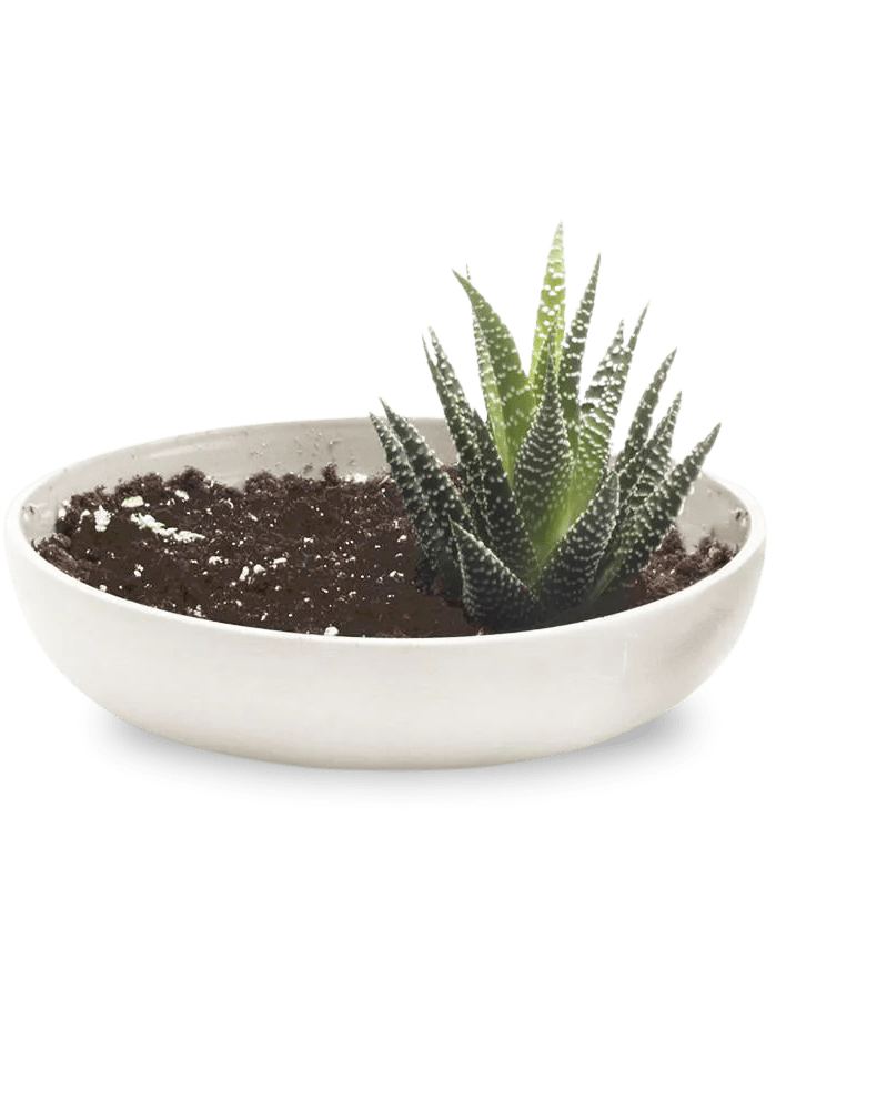 Moog Porcelain Succulent Garden Dish - Chive US Wholesale