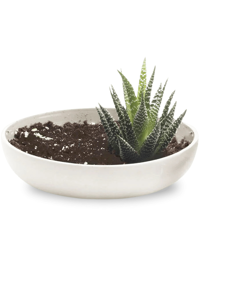 Moog Porcelain Succulent Garden Dish - Chive US Wholesale