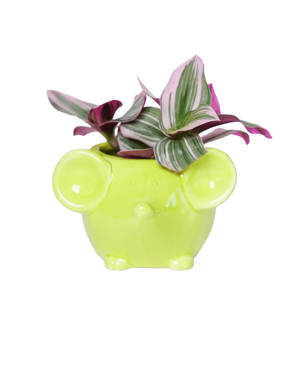 Mouse Ceramic Indoor Plant Pot For Succulents - Chive US Wholesale