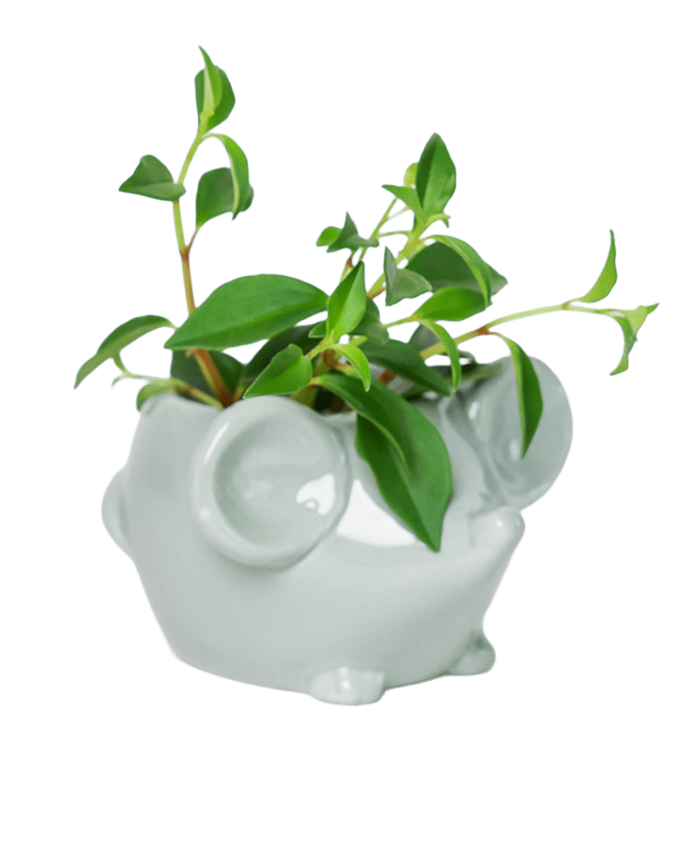 Mouse Ceramic Indoor Plant Pot For Succulents - Chive US Wholesale