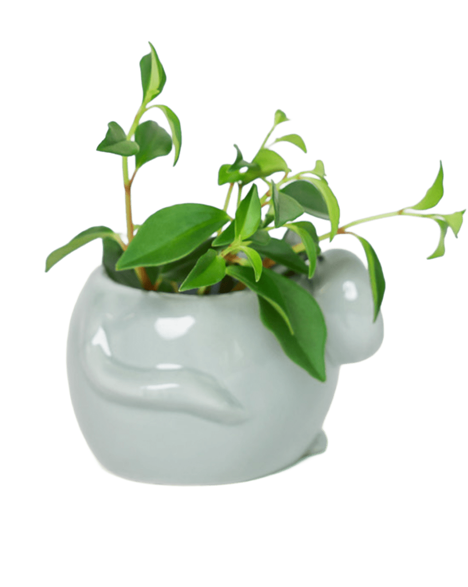 Mouse Ceramic Indoor Plant Pot For Succulents - Chive US Wholesale
