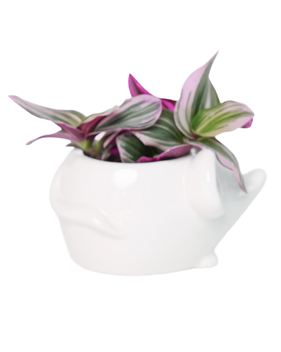 Mouse Ceramic Indoor Plant Pot For Succulents - Chive US Wholesale