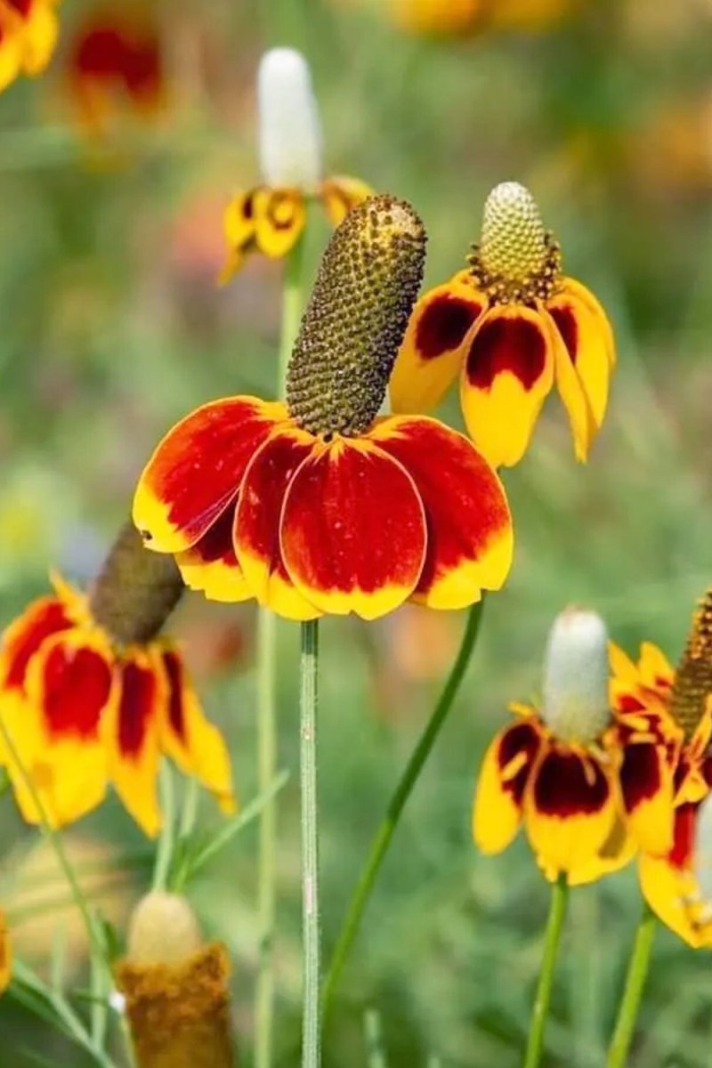 Mexican Hat Flower Seeds Packet - Chive US Wholesale