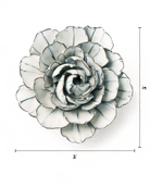 NA03 Blue White Keiko Peony - Chive US Wholesale