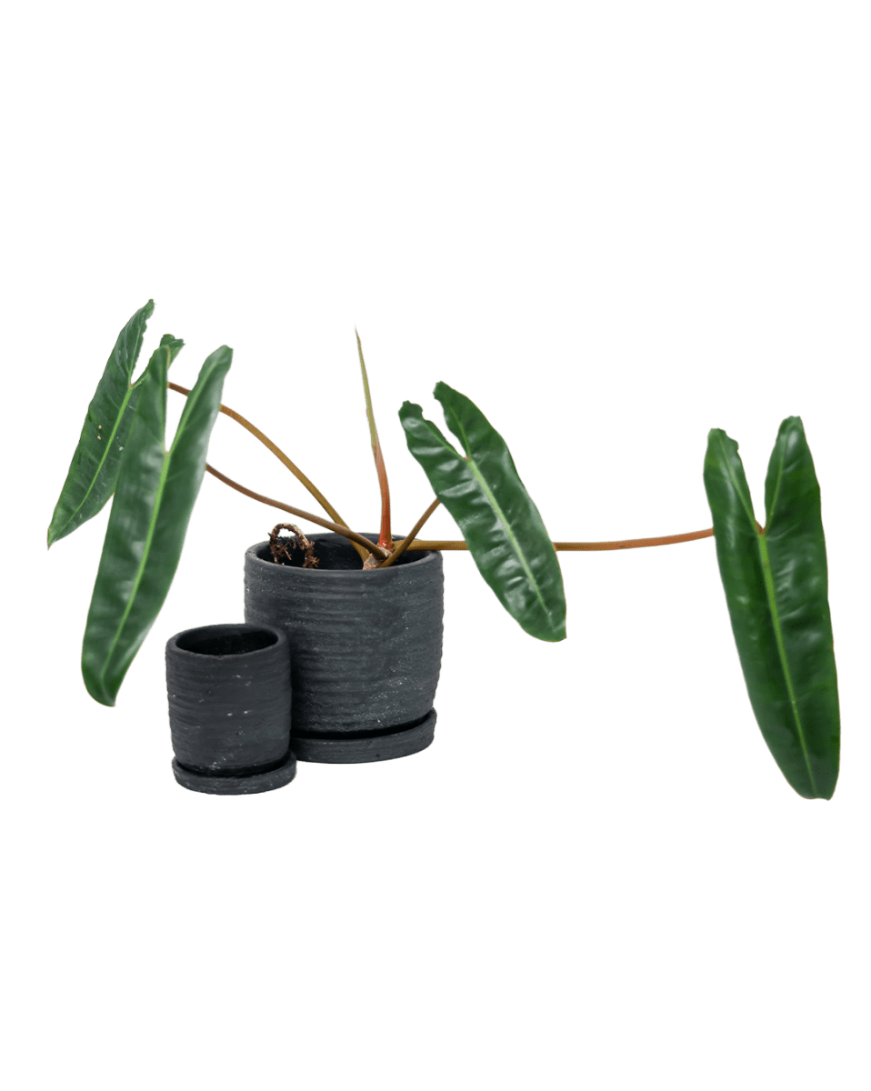 Paul Ceramic Pot And Saucer Set With Drainage - Chive US Wholesale