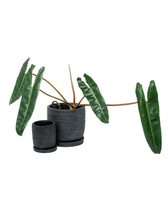 Paul Ceramic Pot And Saucer Set With Drainage - Chive US Wholesale