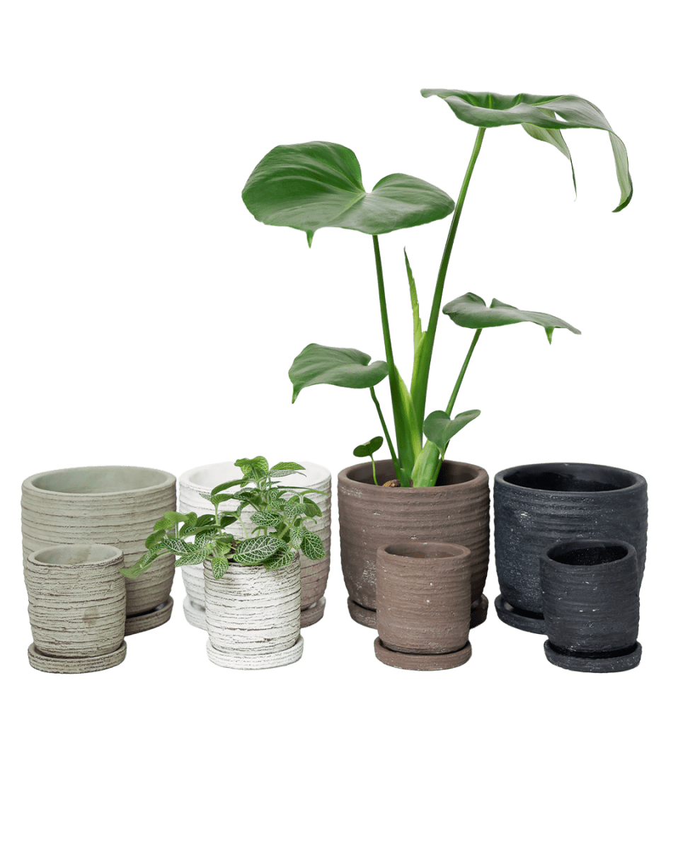 Paul Ceramic Pot And Saucer Set With Drainage - Chive US Wholesale